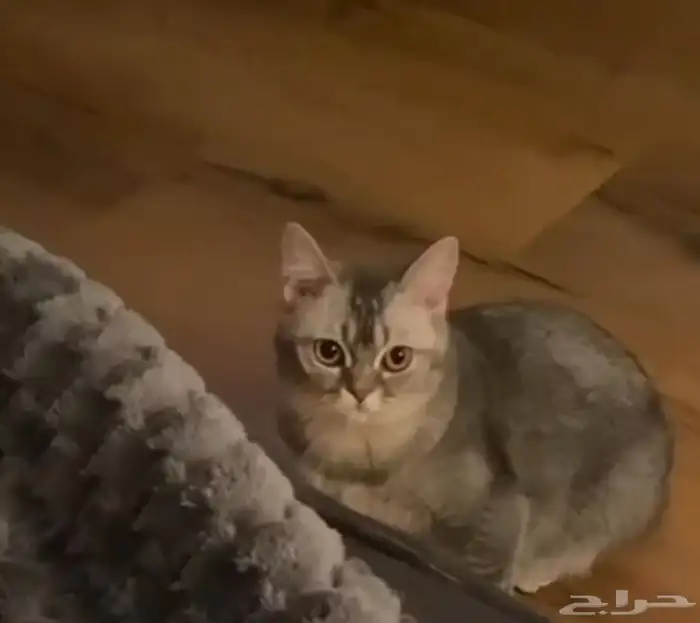 قطه للتبني 1