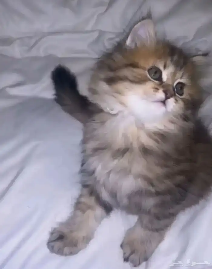 قطه صغيره للبيع 0