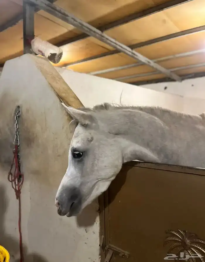 فرس من نوادر الشعبي 7