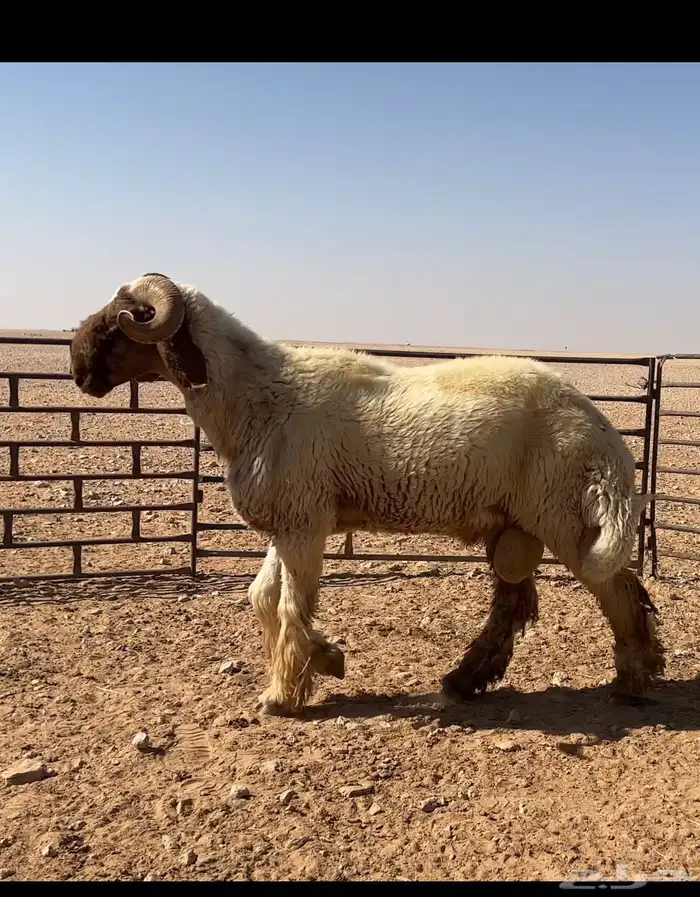 للبيع فحل نعيم 0