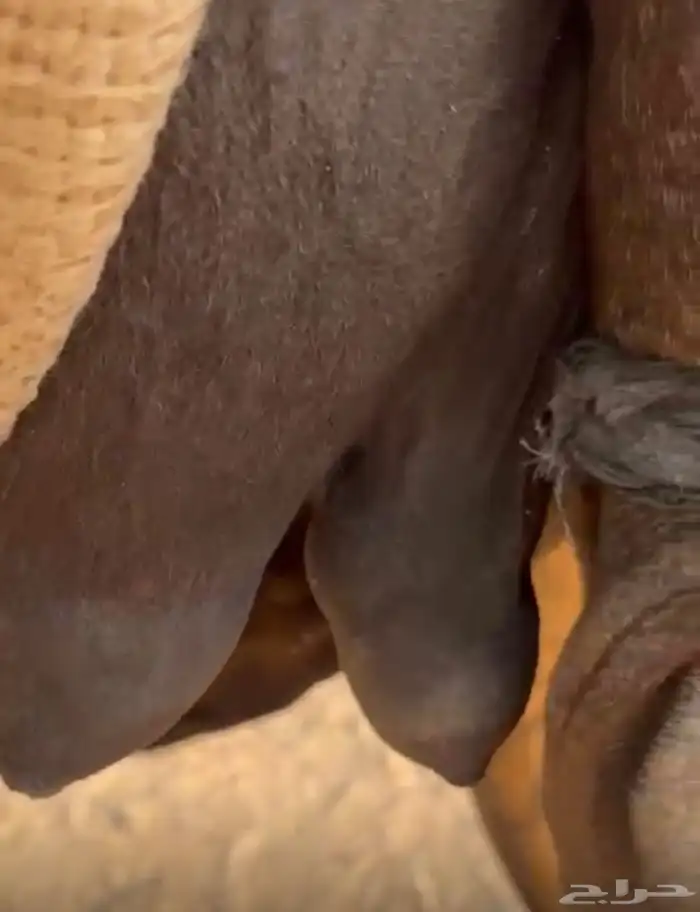 خلفه مجهم تحلب بربطب ولبن واجد ماتحترك بربط 2