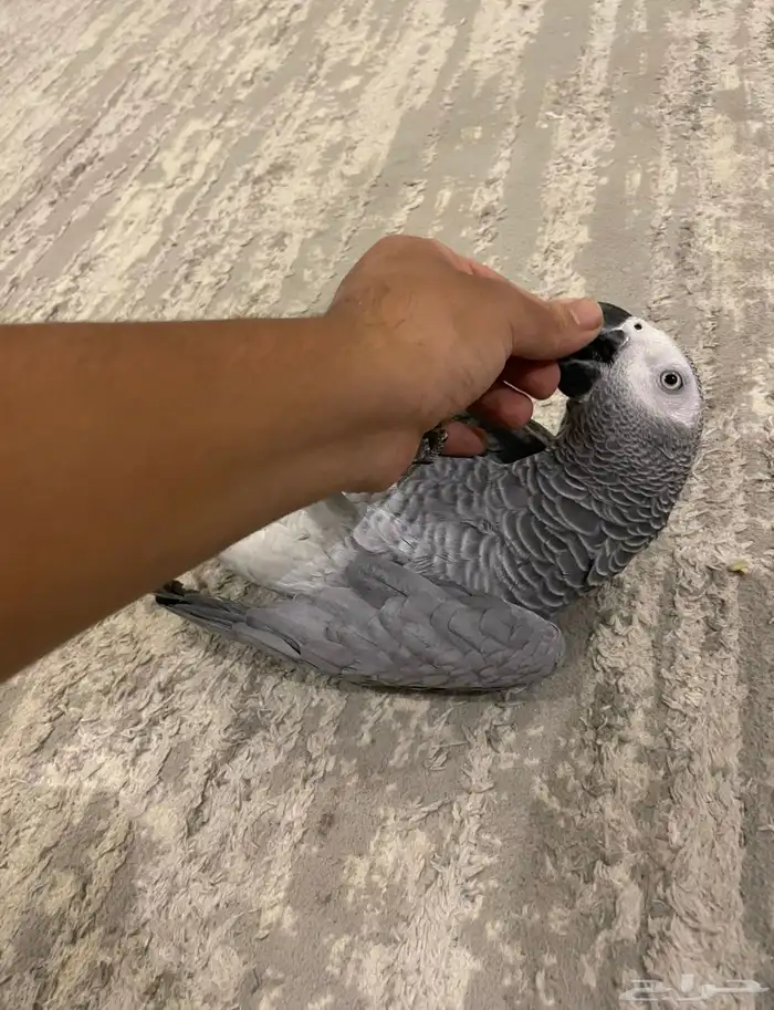 كاسكو متكلم بالوجة كبتن اليف 2