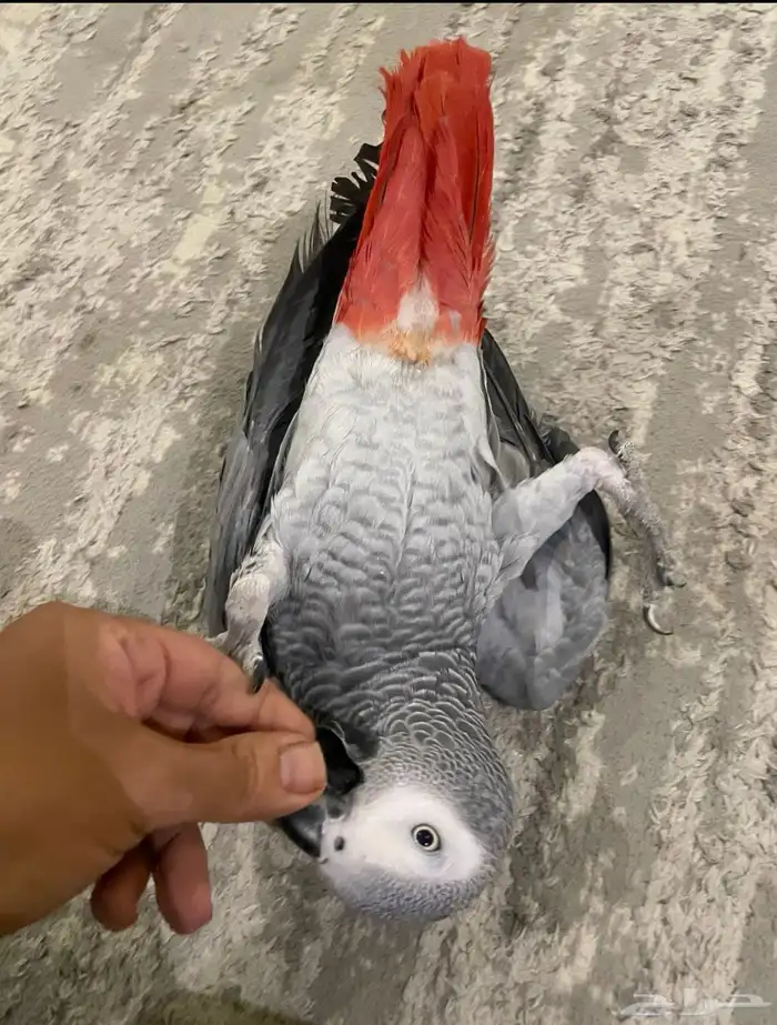 كاسكو متكلم بالوجة كبتن اليف 1