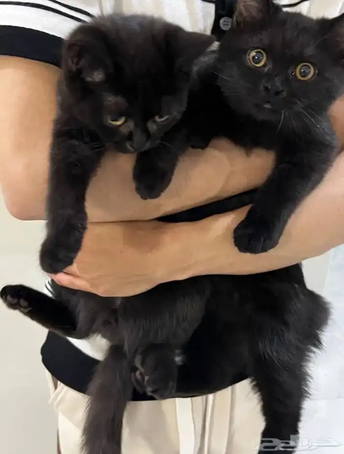 قطتين ذكور للتبني 0