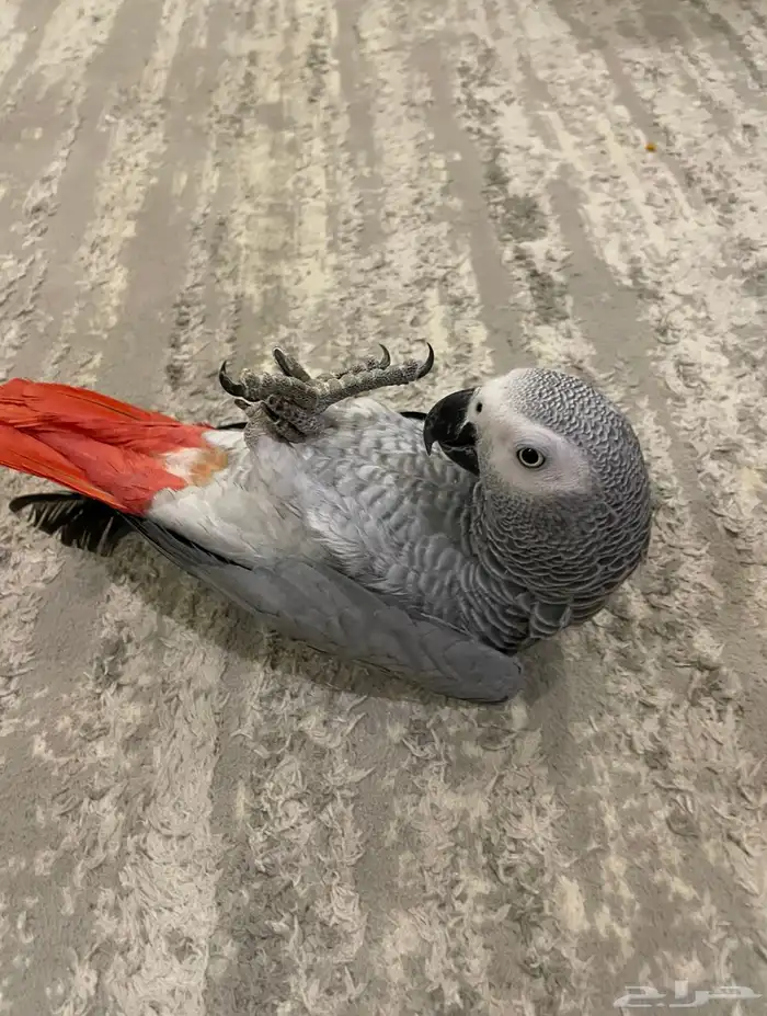 كاسكو متكلم بالوجة كبتن اليف 0