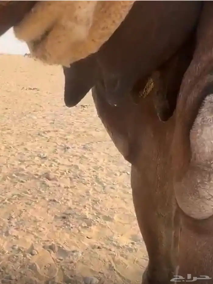 خلفه مجهم تحلب بربطب ولبن واجد ماتحترك بربط 3