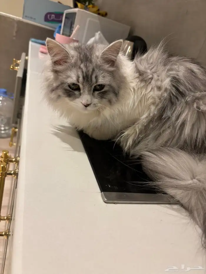 قطة انثى للتبني و اغراضها للبيع بقيمة 300 0