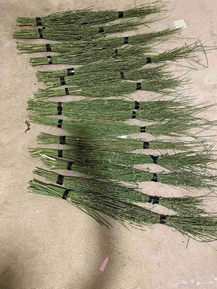 مرخ للبيع طازج الان 0