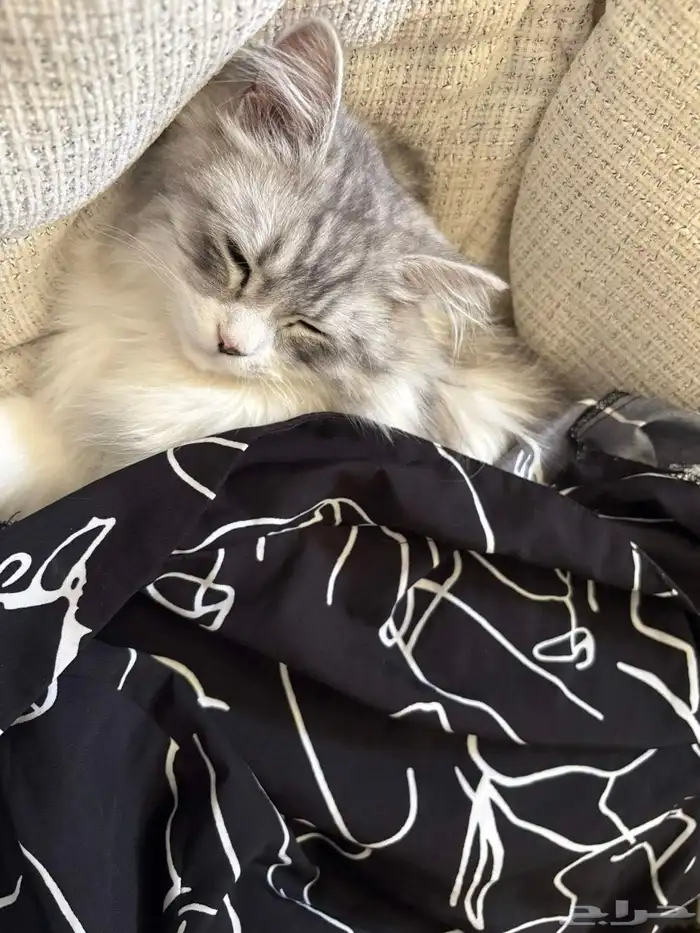 قطة انثى للتبني و اغراضها للبيع بقيمة 300 2