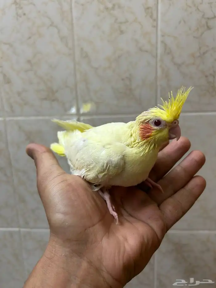 فروخ كروان لاتينو عيون احمر 0