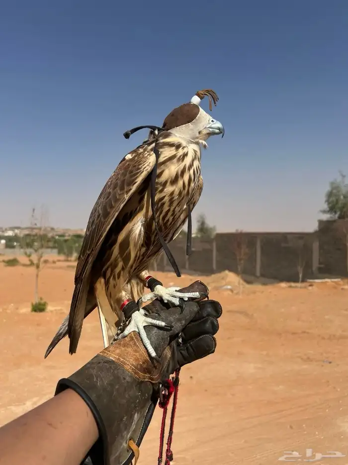 طير ضايع بالمشاهده 1