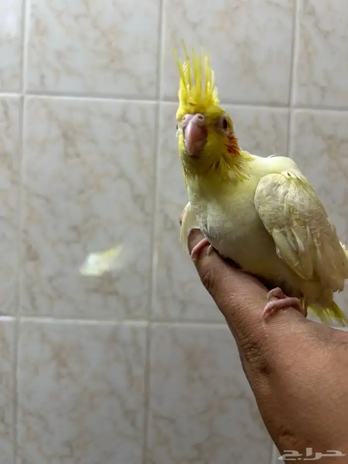 فروخ كروان لاتينو عيون احمر 2