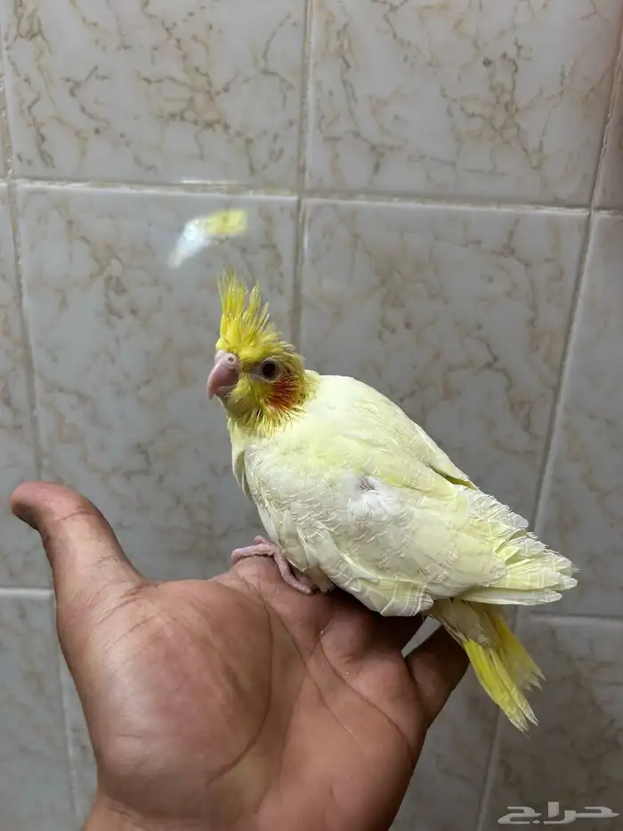 فروخ كروان لاتينو عيون احمر 1