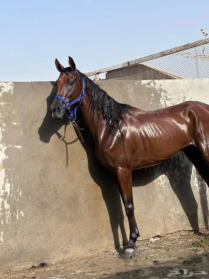 فرس مع والده البيع على سوم 1