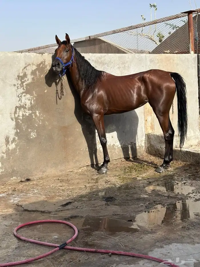 فرس مع والده البيع على سوم 3