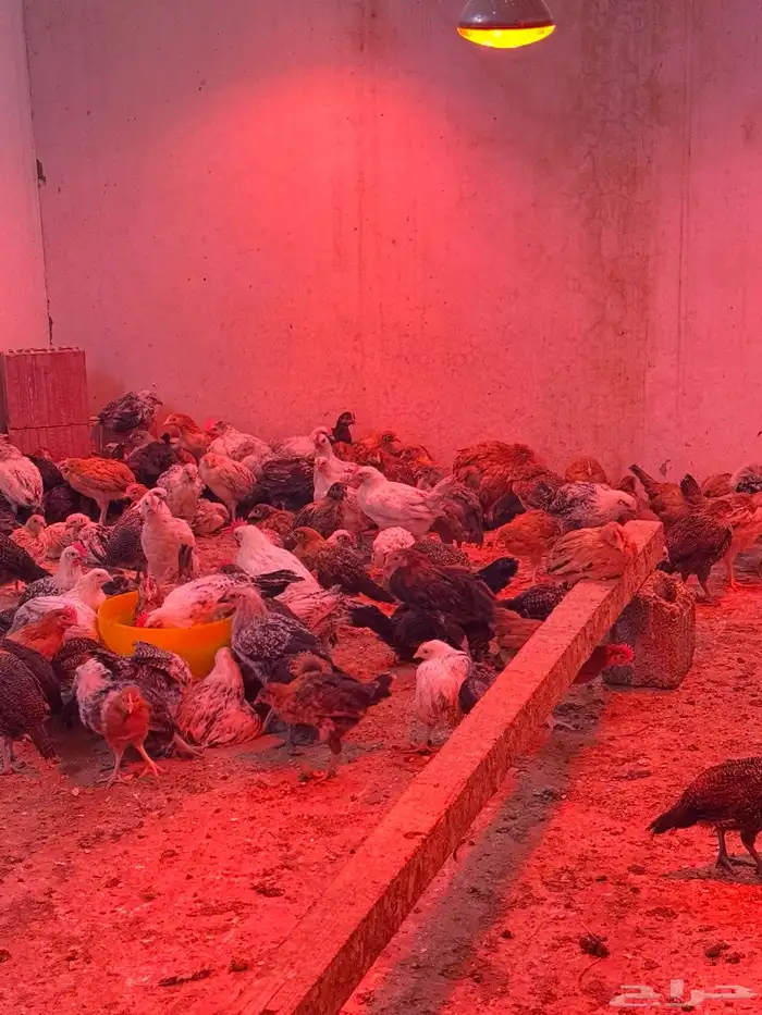 فقاسات ودجاج صغير وكبير 0