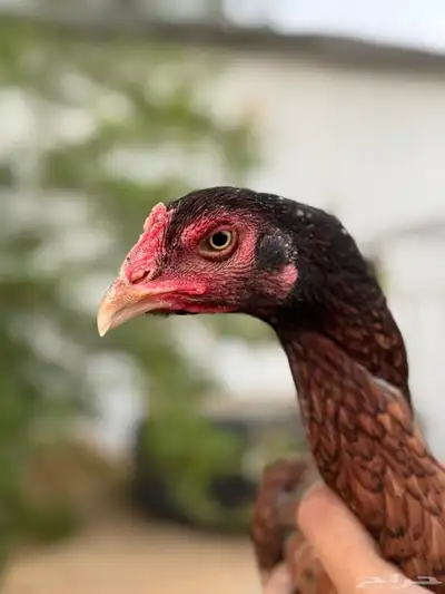 جوز سندي بيور index