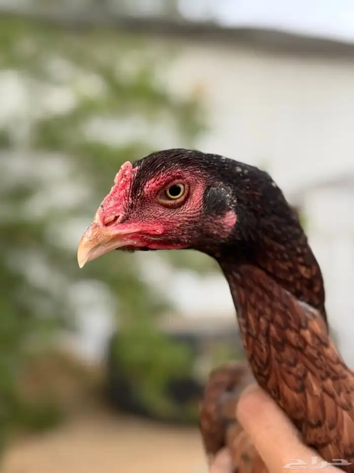 جوز سندي بيور 5