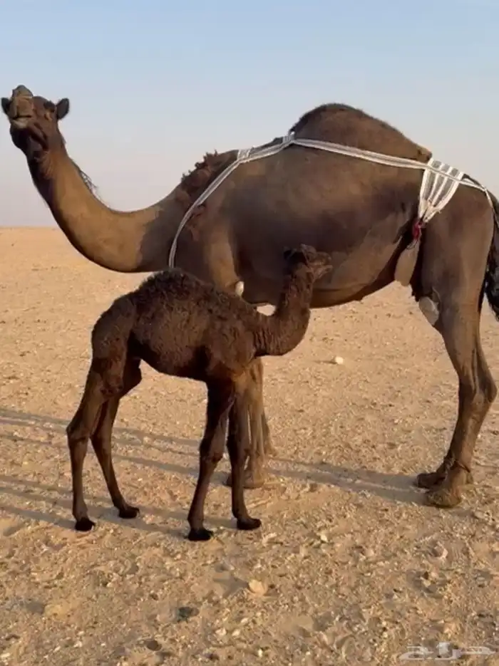 خلفه مجهم تحلب بربطب ولبن واجد ماتحترك بربط 0