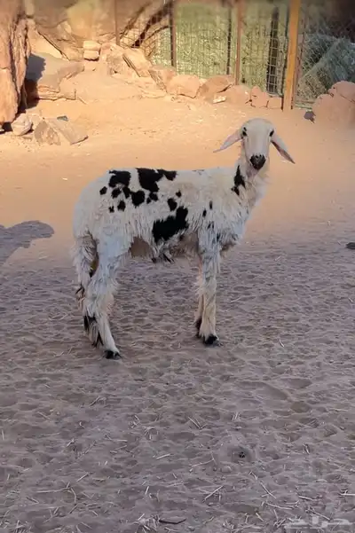 رخله للبيع عمرها من 7شهور الى 9 شهور الحاله وسط index