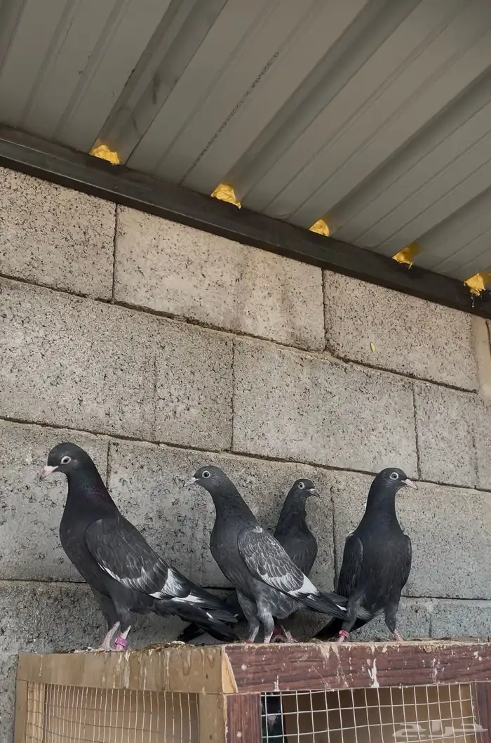 حمام باكستاني رامبوري ( تم البيع ) 0