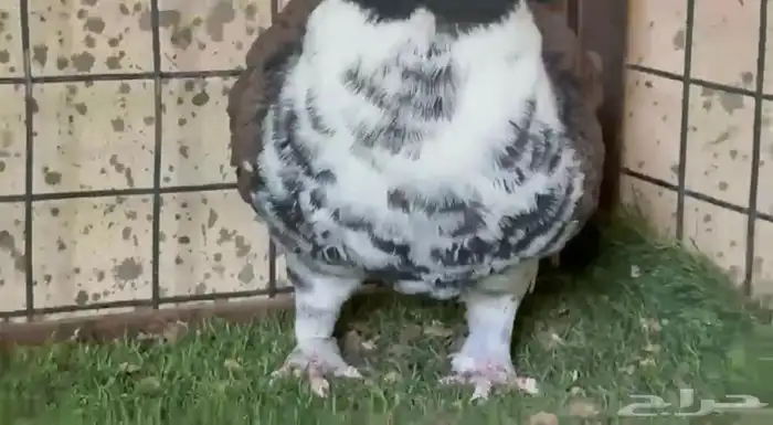 للبيع ذكر حمام مودينا 2