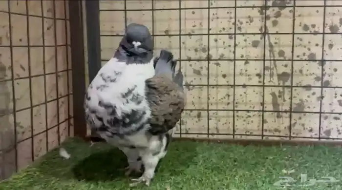 للبيع ذكر حمام مودينا 0