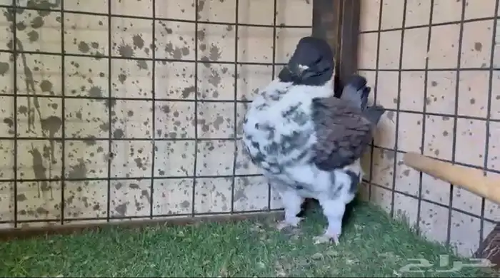 للبيع ذكر حمام مودينا 3