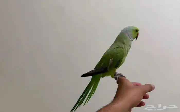 ذكر دره حمامه فرصه الا يدور شي حق الاطفال 1