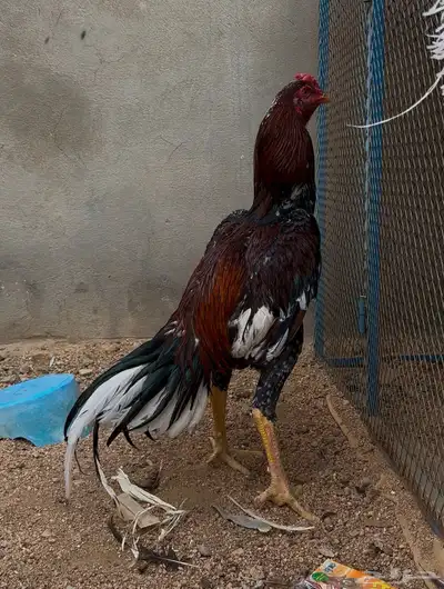 جوز سندي بيور index