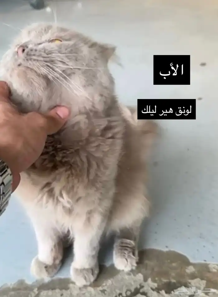 قطط سكوتش للحجز 2