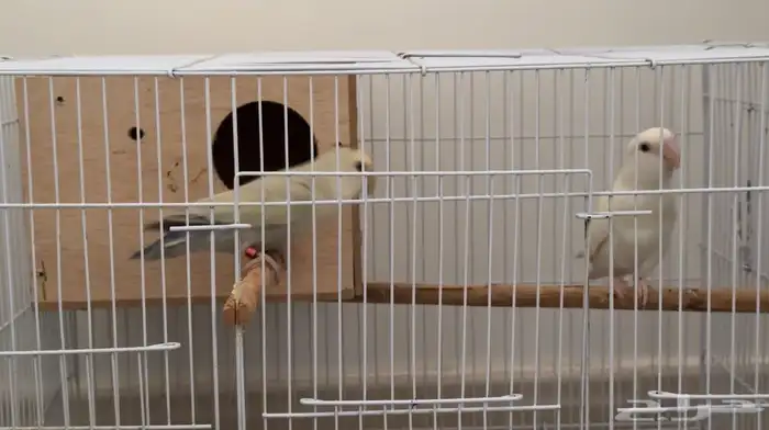 زوج روز للبيع 3