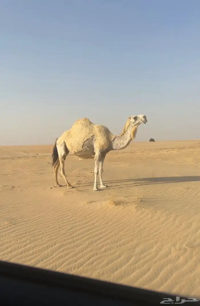 ضروبه وضحى كفو 0