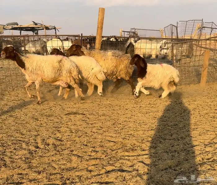 مواليد نعيم اعيالها كبار 0