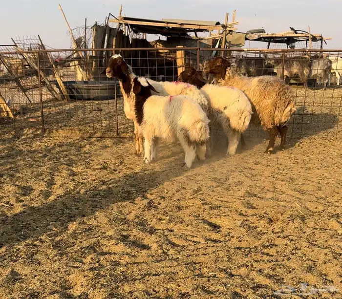 مواليد نعيم اعيالها كبار 1