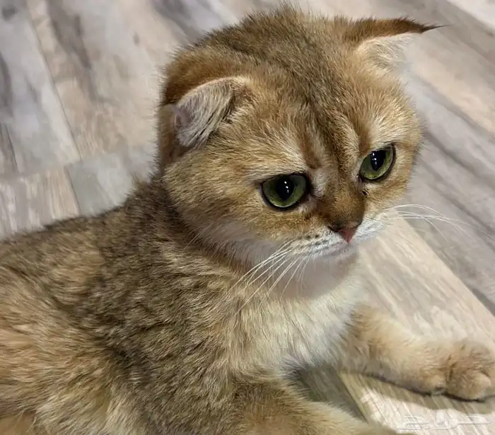 سكوتش فولد انثى 0