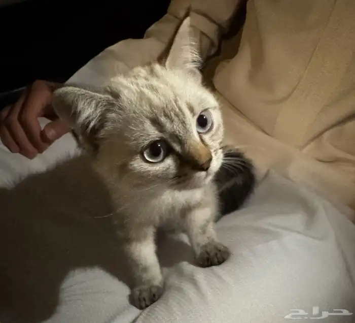 قط ذكر للبيع 0