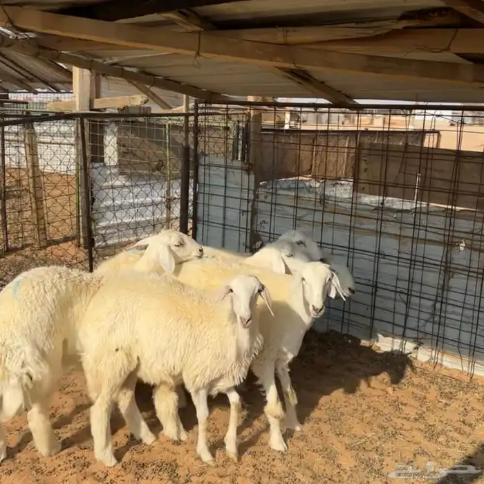 جذعات حريات ( تم البيع ) 0