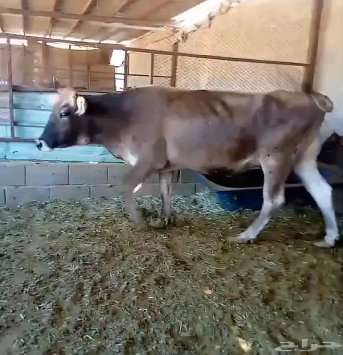 3 بقرات وثور 2