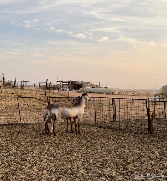 تم البيع. غنم سواكن خصم 0