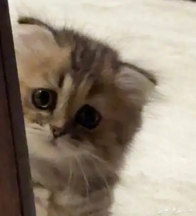 قطة شيرازي index