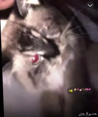 قطط للبيع index