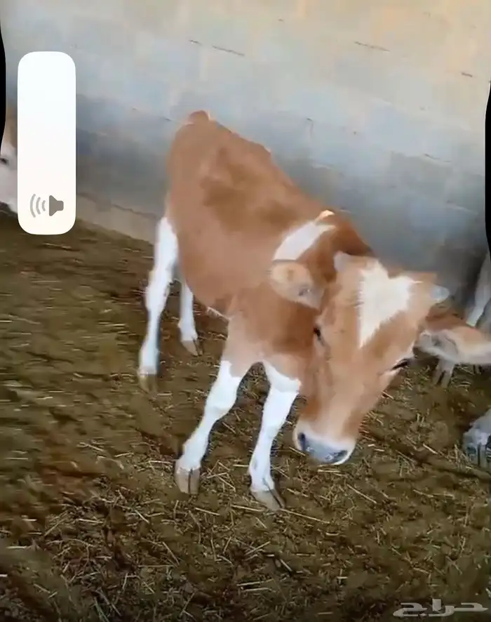 3 بقرات وثور 7