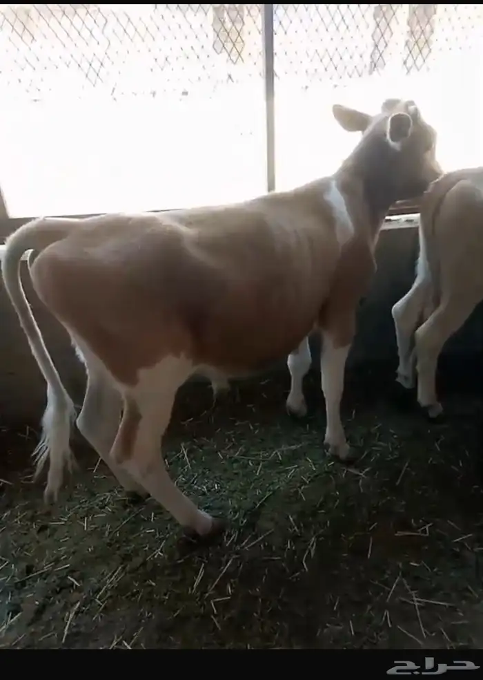 3 بقرات وثور 6