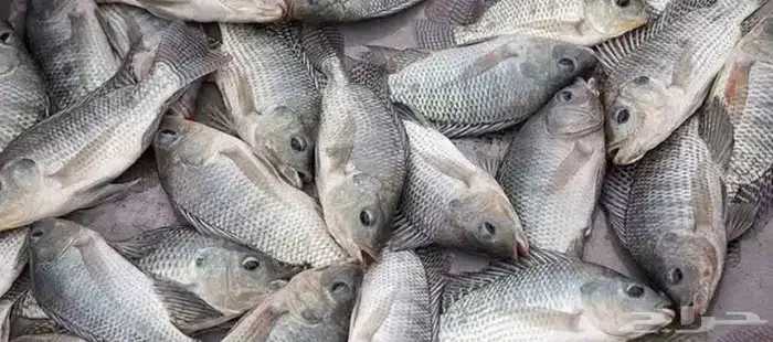 سمك بلطي كبار وصغار يتكاثر بسرعة 0