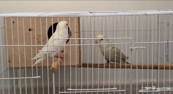 زوج روز للبيع 5