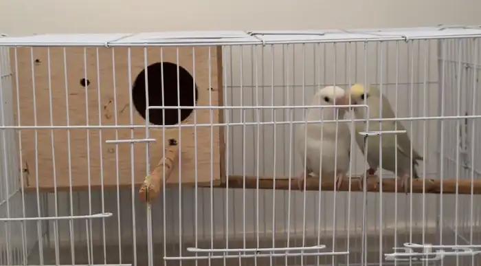 زوج روز للبيع 4