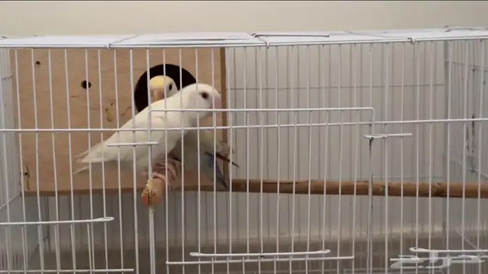 زوج روز للبيع 2