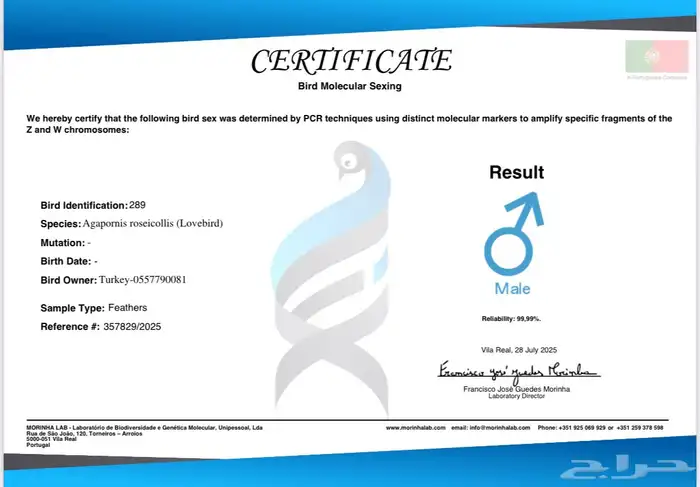 للبيع روز ذكر 3