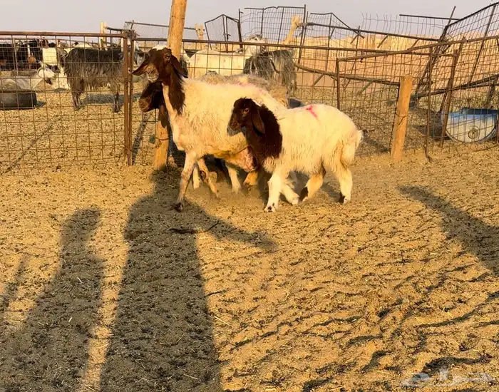 مواليد نعيم اعيالها كبار 2